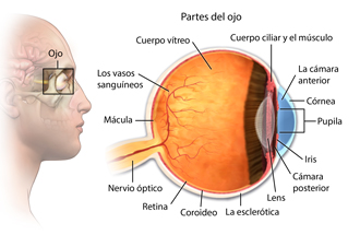 Partes del ojo