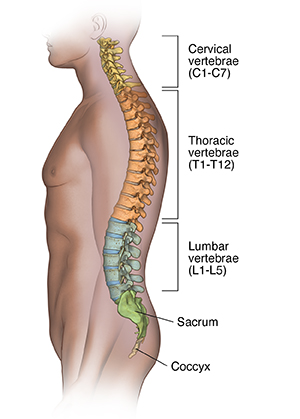 Side view of male outline showing spine.