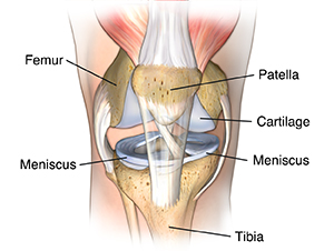 Front view of knee joint.