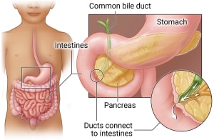 Digestive system with close-up of pancreas and common bile duct.