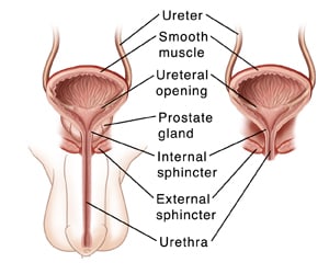 Illustration of a male and female urinary tract.