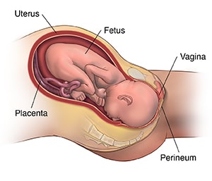 Side view cross section of pelvic area showing baby being delivered vaginally.